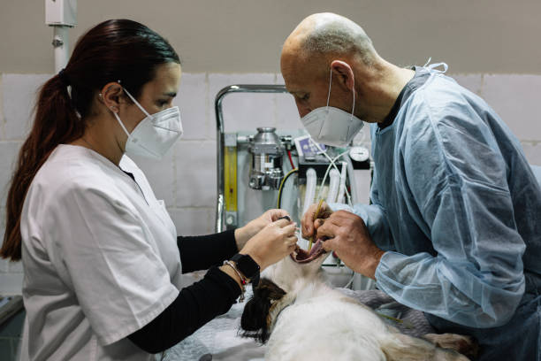 24-Hour Dental Clinic Near Me White Oak, OH